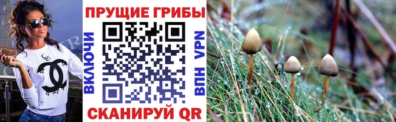 Галлюциногенные грибы Psilocybine cubensis MEGA ONION Афипский купить наркоту